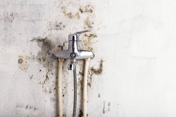 Best Local Mold Removal Service  in Ivins, UT