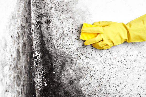 Office Mold Removal Services in Ivins, UT