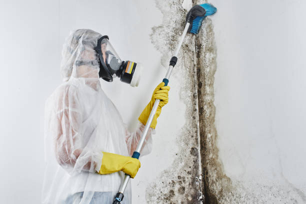 Best Mold Damage Repair  in Ivins, UT
