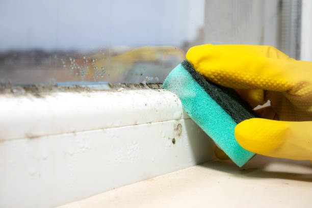 Best Mold Testing  in Ivins, UT