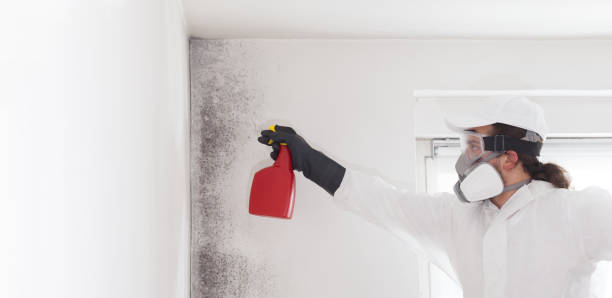 Best Best Mold Removal Companies  in Ivins, UT