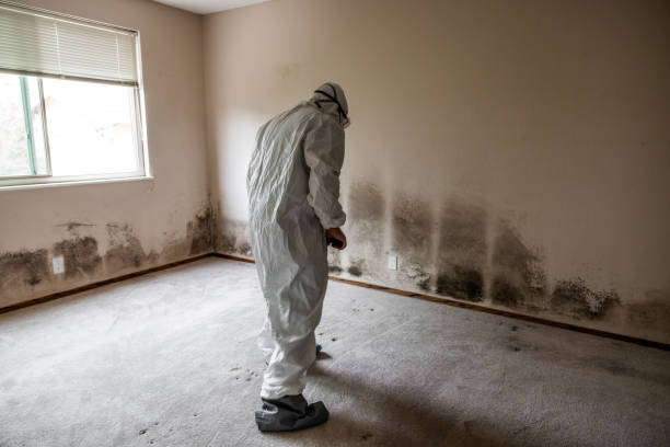 Best Professional Mold Removal  in Ivins, UT