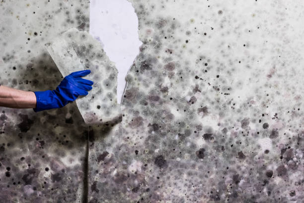 Trusted Ivins, UT Mold Removal Experts