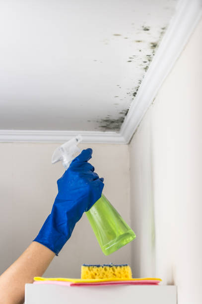 Best Professional Mold Removal  in Ivins, UT